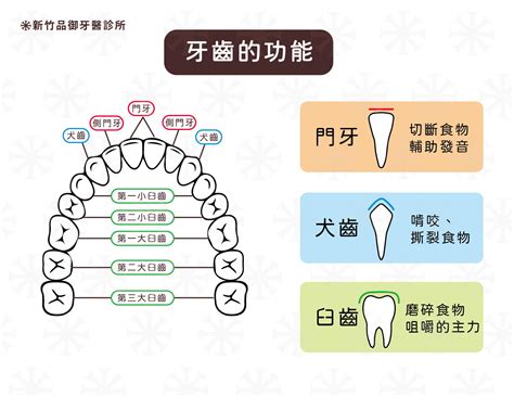 牙齒的功能|牙齒